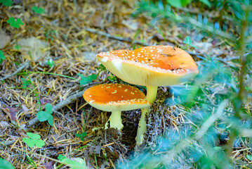 Bright red fly agaric mushrooms growing on the forest floor, surrounded by leaves and natural woodland environment.