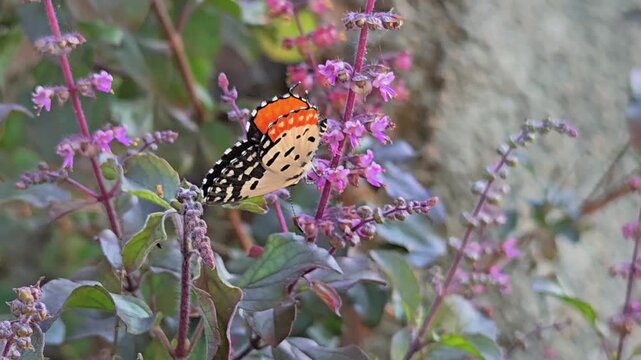 The Common Castor (Ariadne merione) butterfly is a striking reddish orange and brown butterfly often seen fluttering wings sideways near the ground and feeding on flowers like the Lantana camara.