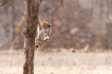 Ein kleiner Langur kurz vor dem Absprung von einem Baum