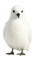 White-feathered snow petrel with dark eyes, perched with wings closed.
