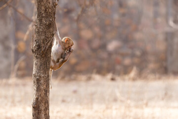 Ein kleiner Langur kurz vor dem Absprung von einem Baum