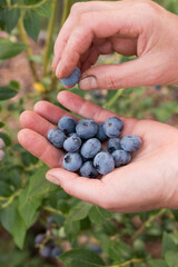 Hands holding freshly picked blueberries in a garden setting