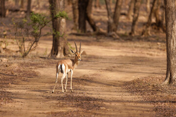Indische Gazelle im Ranthambhore Nationalpark, Indien