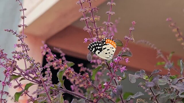 Red Pierrot butterfly rests on sacred tulsi (holy basil) in a Hindu courtyard. This scene symbolizes spiritual growth, positive transformation, and renewal, blending natural beauty with profound cultu