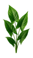 Fototapeta premium Arrowhead plant features pointed, arrow-shaped leaves with ribbed veins.