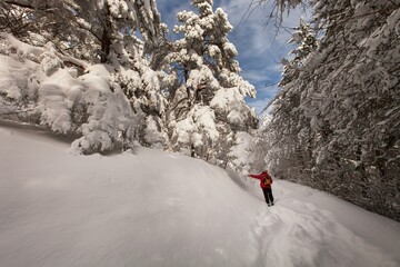 Fototapeta premium Winter forest against mountains with snowy trees
