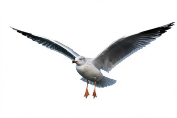 Isolated seagull flying wings spread bird white background wildlife animal