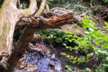 Durrockstock Park, Paisley. Scotland, UK. A Local Nature Reserve which is a refuge for wildlife. An old reservoir provides a variety of habitats for birds and amphibians. A former industrial area. 