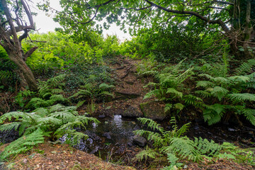Durrockstock Park, Paisley. Scotland, UK. A Local Nature Reserve which is a refuge for wildlife. An old reservoir provides a variety of habitats for birds and amphibians. A former industrial area. 