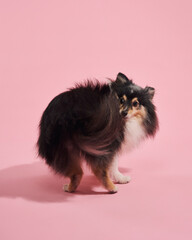 Sheltie turns back, glancing behind with tail up. Fur flows against pink studio backdrop.