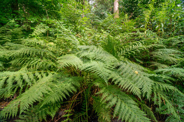 Durrockstock Park, Paisley. Scotland, UK. A Local Nature Reserve which is a refuge for wildlife. An old reservoir provides a variety of habitats for birds and amphibians. A former industrial area. 