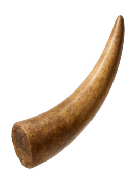 Fossilized Lystrosaurus tusk featuring a smooth, curved surface.