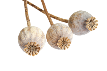 Two dried poppy seed pods form a minimalist, rustic still life with soft beige and brown tones. This natural, organic image conveys calm, vintage charm suited for botanical and lifestyle  use.