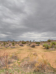 Joshua Tree National Park near Twentynine Palms during a summer season in California, USA
