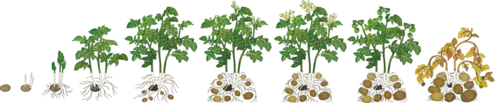 Life cycle of potato plant development from planting the tuber and sprouting to harvesting. Growth stages (phenophases) of potato plant isolated on white background	