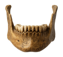 Fossilized human jawbone displaying teeth and chin prominence.