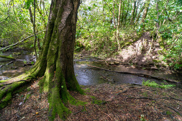 Durrockstock Park, Paisley. Scotland, UK. A Local Nature Reserve which is a refuge for wildlife. An old reservoir provides a variety of habitats for birds and amphibians. A former industrial area. 