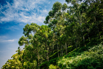 Fototapeta premium Forêt d'Eucalyptus sur la côte Basque en Espagne