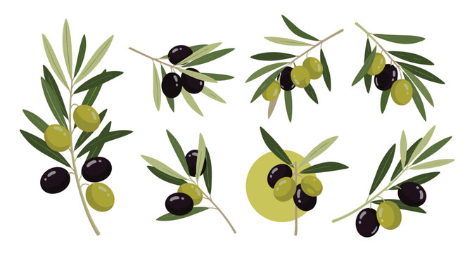 A beautiful collection of hand-drawn olive branches with green and black olives, perfect for illustrating Mediterranean cuisine or beauty products.
