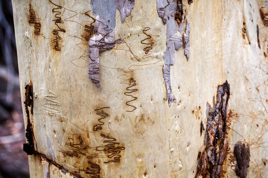 Close up of a scribbly gum tree bark with characteristic zig zap pattern of scribbles in Ku-ring-gai park, NSW, Australia