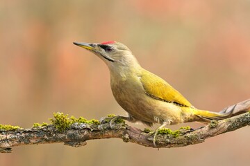 Greyheaded woodpecker Picus canus bird songbird wildlife nature predator cock o the north, beautiful animal mountain finch, animal, bird watching ornithology, flower bud fauna wildlife Europe