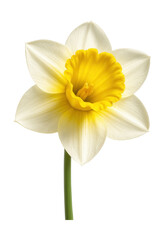 Naklejka premium Hybrid daffodil featuring a trumpet-shaped crown with vibrant yellow and white petals.