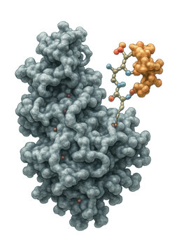 Ubiquitinated lysine on histone H2B with attached ubiquitin marker.
