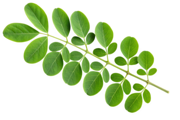 Moringa oleifera leaf branch isolated on transparent background