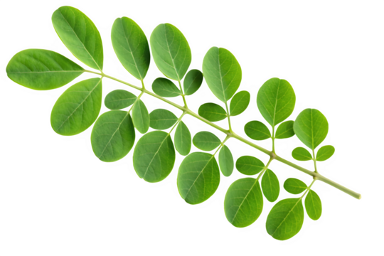 Moringa oleifera leaf branch isolated on transparent background