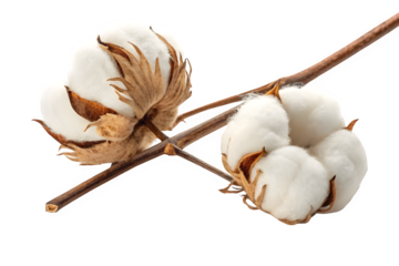 Two cotton bolls on a branch isolated on transparent background