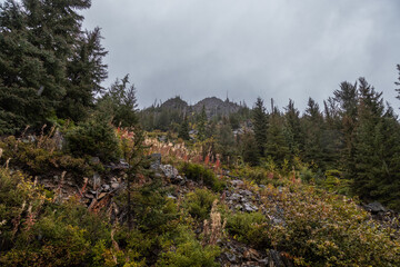 Obraz premium pine trees in the mountains