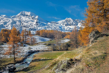 Fototapeta premium beautiful autumnal scenic landscape in alpine valley crossing by a river with golden larch trees in forest and snowy mountain range background in tarentaise, savoie france