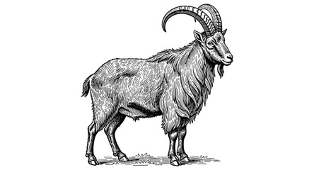 Detailed monochrome drawing of a majestic goat with curved horns and long fur