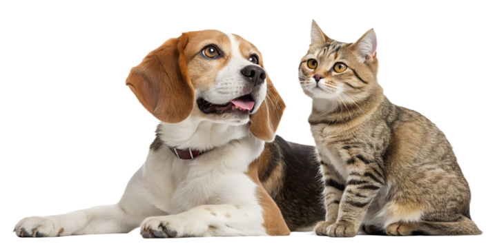 A calm and charming portrait of a dog and cat sitting closely side by side and looking forward. Their peaceful expressions create a feeling of comfort, security, and trust. Ideal for veterinary brandi