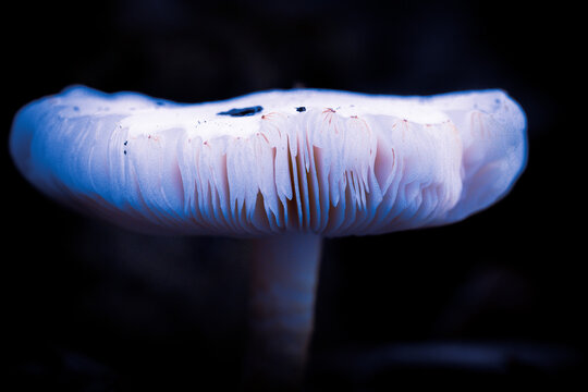 white mushroom on the ground on black