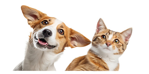 A playful dog and curious cat peeking from the side, appearing as if they are looking at the viewer. The cute and humorous composition brings joy and friendliness, perfect for children’s designs, pet 