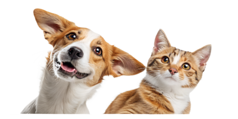 A playful dog and curious cat peeking from the side, appearing as if they are looking at the viewer. The cute and humorous composition brings joy and friendliness, perfect for children’s designs, pet 