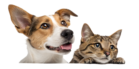A playful dog and curious cat peeking from the side, appearing as if they are looking at the viewer. The cute and humorous composition brings joy and friendliness, perfect for children’s designs, pet 