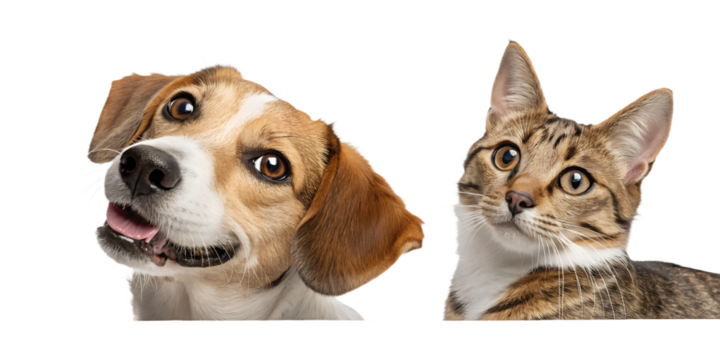 A playful dog and curious cat peeking from the side, appearing as if they are looking at the viewer. The cute and humorous composition brings joy and friendliness, perfect for children’s designs, pet 