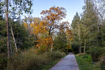 Obraz premium road in the autumn forest