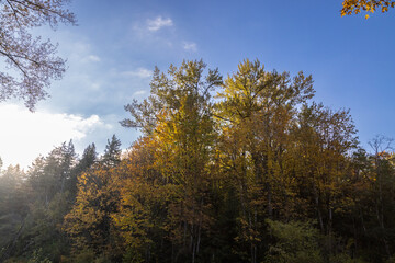 autumn in the forest