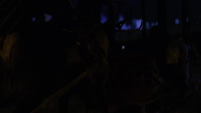 Footage showing the details of a reindeer's hooves and the blades of a sleigh sliding on snow. Nighttime footage. Commercial video. 4K.