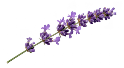 Single lavender sprig with purple flowers and green stem isolated on a transparent background