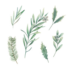 Watercolor eucalyptus  branches. Botanical greenery set. Isolated images on white background. Art print