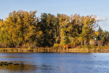 autumn in the forest