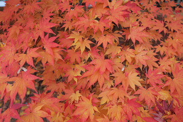 가을, 나뭇잎, 단풍나무, 네이처, 계절, red, 나무, yellow, orange, 변색, 똑똑하다, green, 단풍, 식물, 다채로운, 도안, 결, 공원, 골드, 미, 가지, 요약