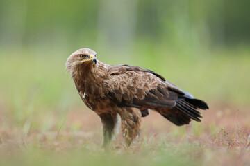 Orlik krzykliwy (Clanga pomarina)