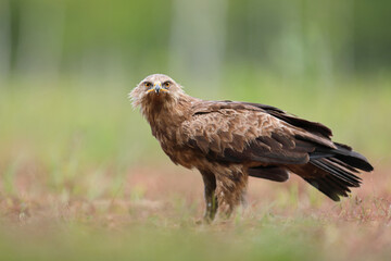 Orlik krzykliwy (Clanga pomarina)