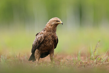 Orlik krzykliwy (Clanga pomarina)