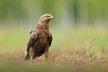 Orlik krzykliwy (Clanga pomarina)